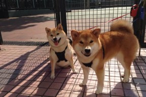 乐鱼电竞在线平台登录入口-篮球裁判实习机制常态化为比赛管理储备新生力量，篮球裁判必备知识