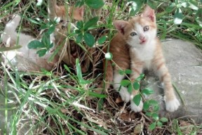 下载乐鱼体育APP-南非羚羊队：无论是攻防切换还是全员协作，他们始终占据主动，羚羊非洲