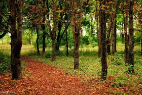 乐鱼体育App下载-塞尔维亚女篮在欧洲锦标赛中表现优异，冲击金牌再续辉煌，塞尔维亚女篮球