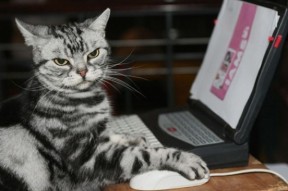 乐鱼体育平台app下载-决赛瞬爆泳姿 切拉苏奥洛冲破极限