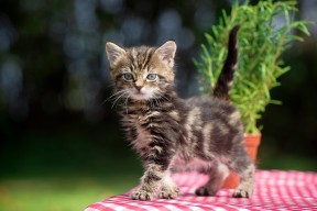 乐鱼（LEYU）体育-上季场均30+8+10却无球队接盘，前最佳外援或告别CBA？，nba最佳外援