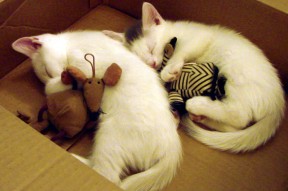 乐鱼电竞在线平台-切尔西3-0完胜巴黎圣日耳曼夺冠，切尔西vs巴黎欧冠