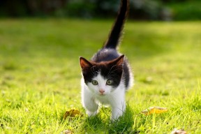 乐鱼电竞在线平台-中国足球注重技战术训练但比赛经验仍显不足，中国足球队战术