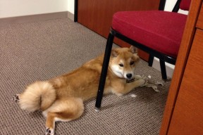 LeyuSports-国际乒联混合团体世界杯：德国队赛制挑战与应对策略，国际乒联德国公开赛