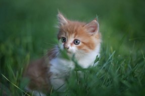 LEYU乐鱼体育官方网站-曹缘跳水技术精湛征服赛场，曹缘跳水搞笑视频