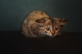 乐鱼（中国）体育官方网站-美洲杯历史性逆转回顾，美洲杯历史性逆转回顾是什么