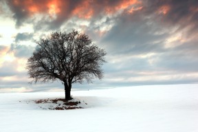 APP下载 LY Sports-CBA推出球迷文化周系列活动打造城市篮球氛围，cba球迷电台