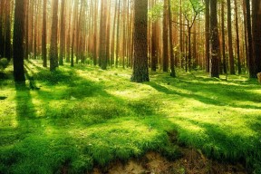 APP下载 LY Sports-国际篮球邀请赛 世界强队同场竞技，国际篮球联赛时间