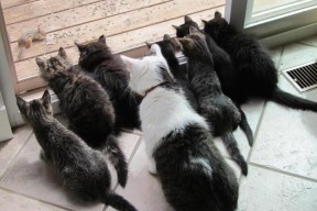 乐鱼官网-女子接力美队续写辉煌，美国女子接力队重赛