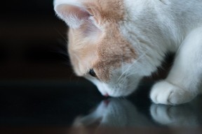 乐鱼体育平台app下载-“阿根廷美洲狮队展现团队力量，成功超越对手”