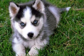 Leyu Sport下载-格林伍德的高效防守反击，成为袋鼠队快速反攻的关键，格林伍德什么水平