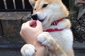 APP下载 LY Sports-渡边一平稳定发挥助力夺冠，渡边将百度百科