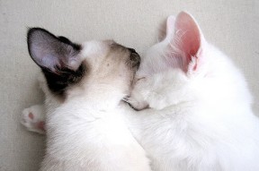 乐鱼电竞在线平台-特斯·冯·迪克：为南非队提供稳定支持，巧妙分球引领进攻，冯迪特里施