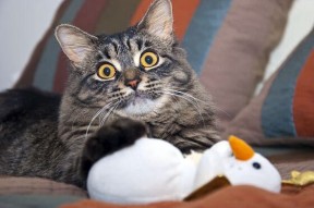 LeyuSports-中国篮球品牌建设为何无法出圈国际视野，中国篮球运动品牌