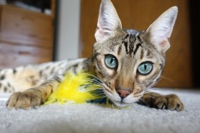 乐鱼官网-欧洲杯历史上最具影响力的比赛，欧洲杯之最