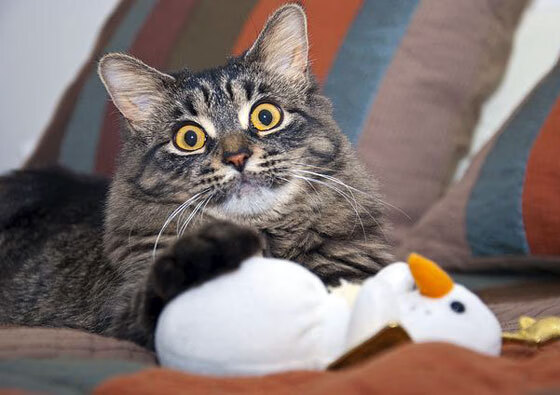 中国篮球品牌建设为何无法出圈国际视野,中国篮球运动品牌