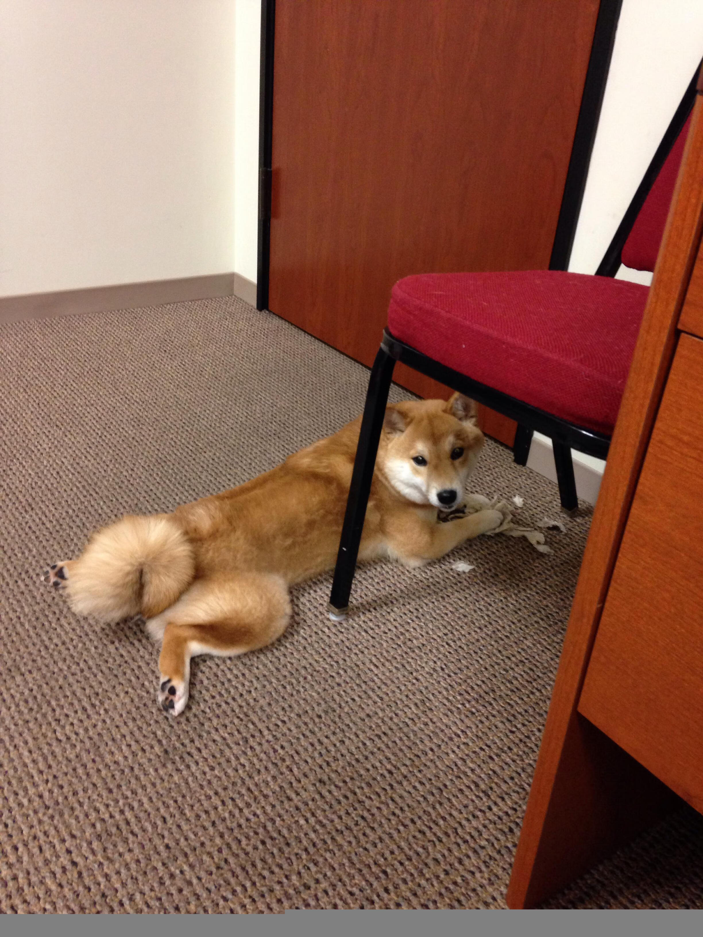 国际乒联混合团体世界杯:德国队赛制挑战与应对策略,国际乒联德国公开赛