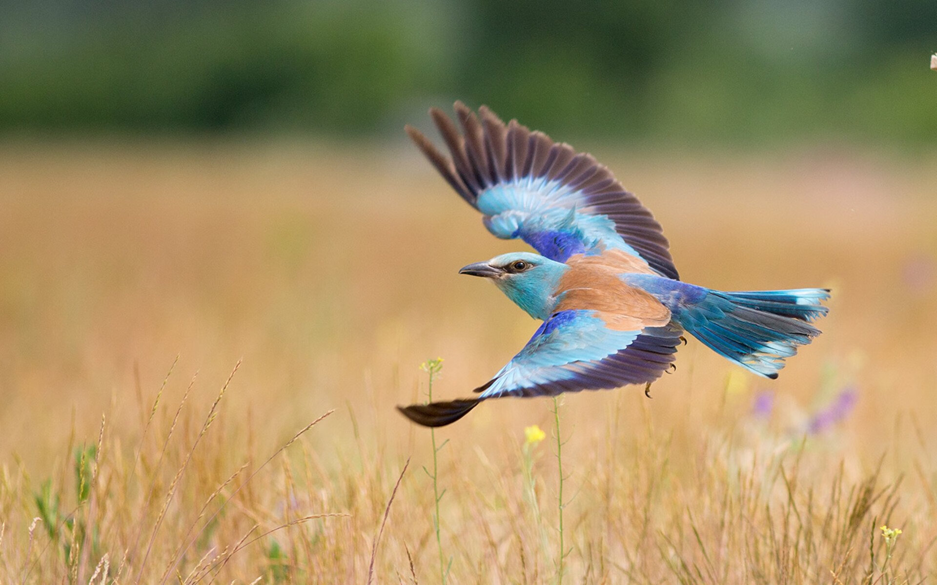 德国队在2024年国际乒乓赛场的表现与自信,2020德国乒乓球公开赛视频