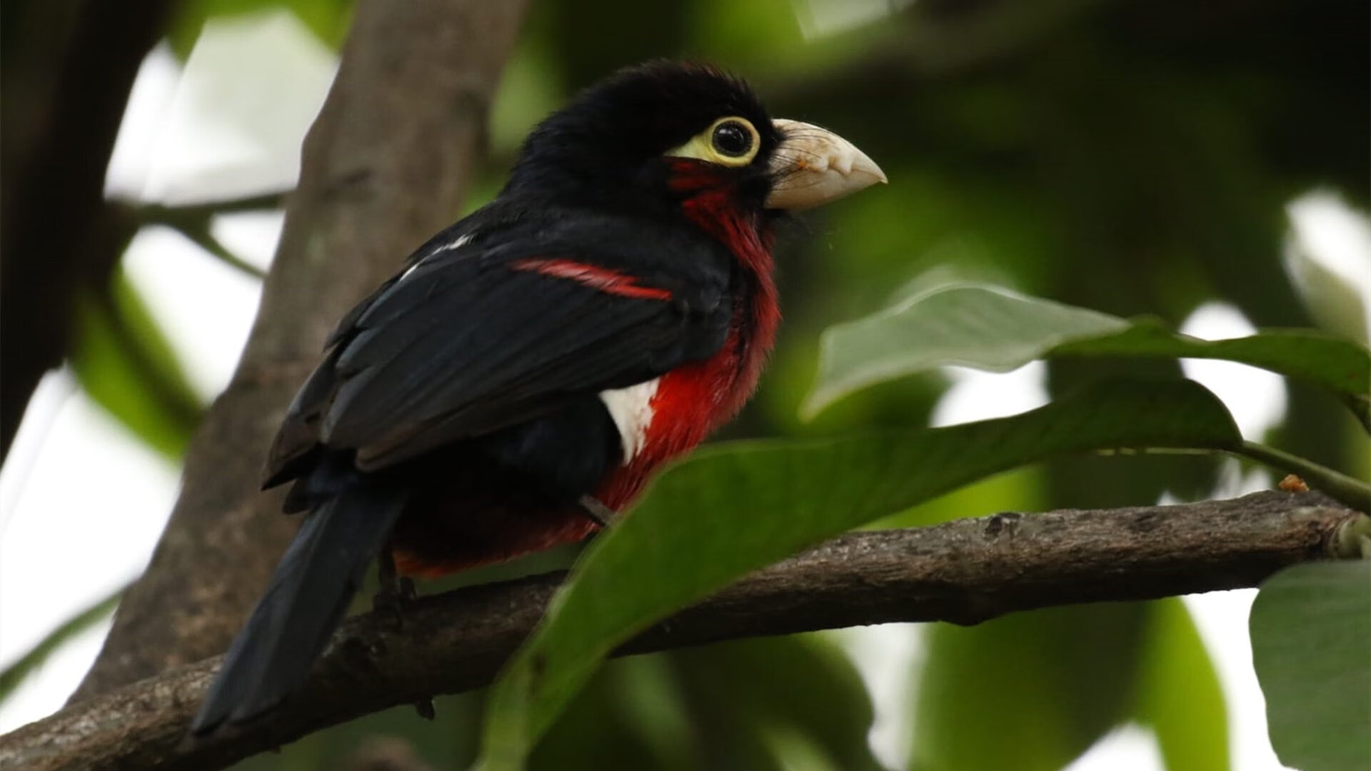 朗斯传控结合打出流畅比赛画面,朗思传感科技