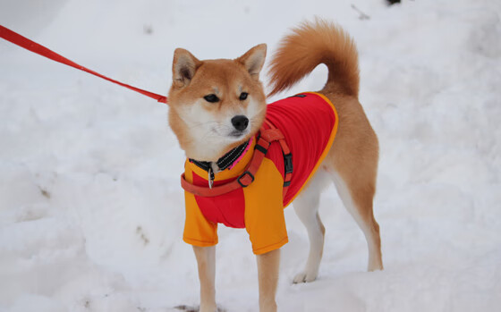 乌干达女篮在非洲锦标赛中持续拼搏,运动水平日益蹿升,乌干达篮球