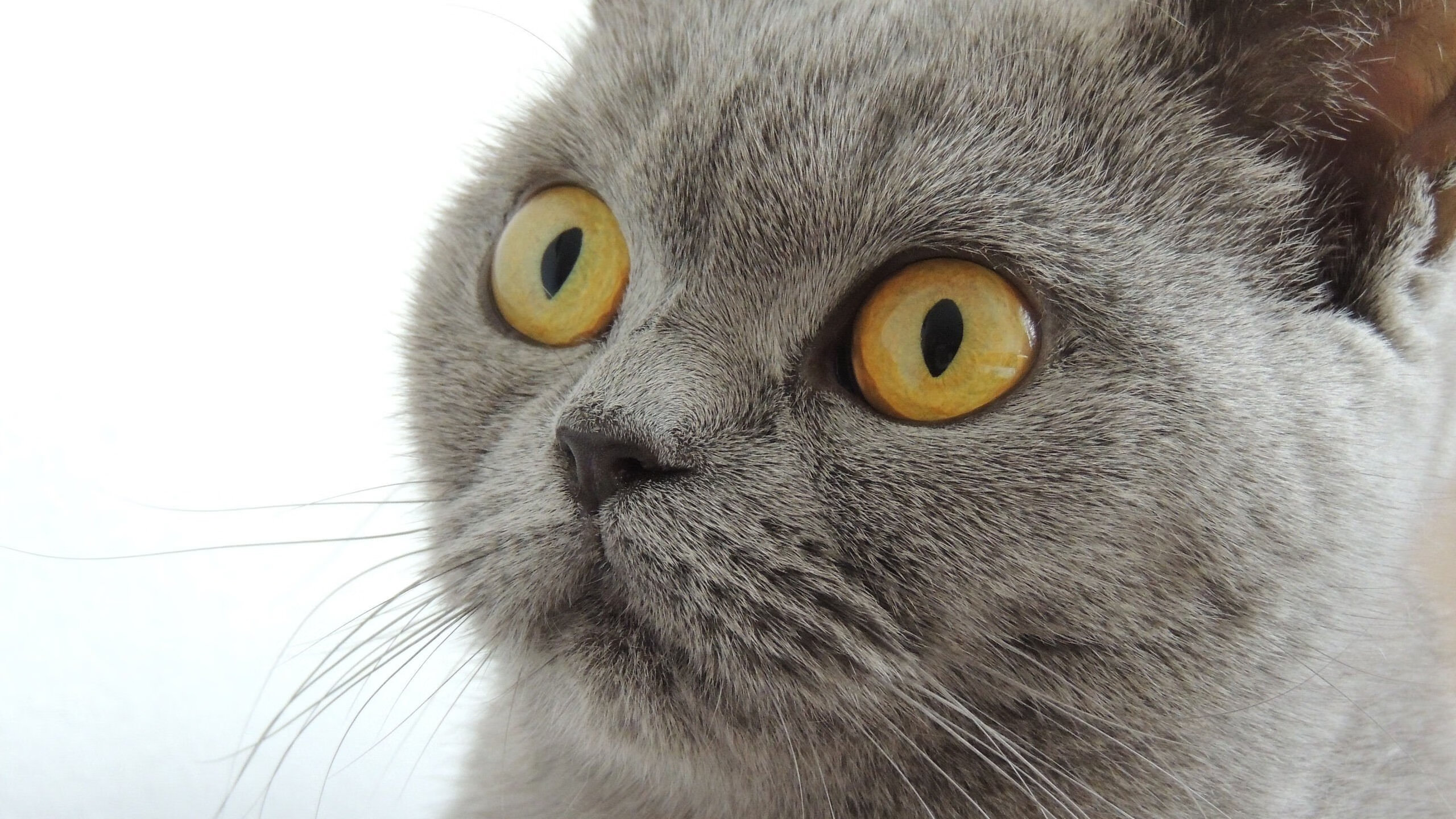 乔治中距离手感火热快船持续发力,乔治快船最新进展