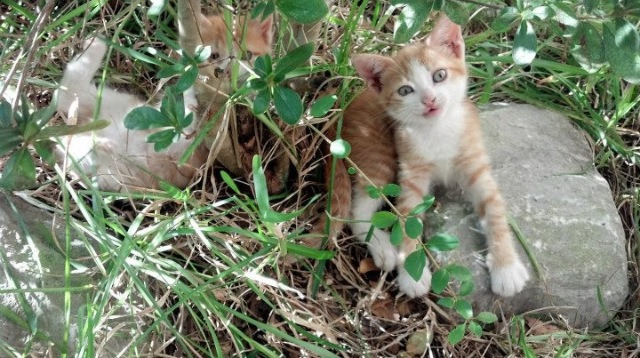 南非羚羊队:无论是攻防切换还是全员协作,他们始终占据主动,羚羊非洲