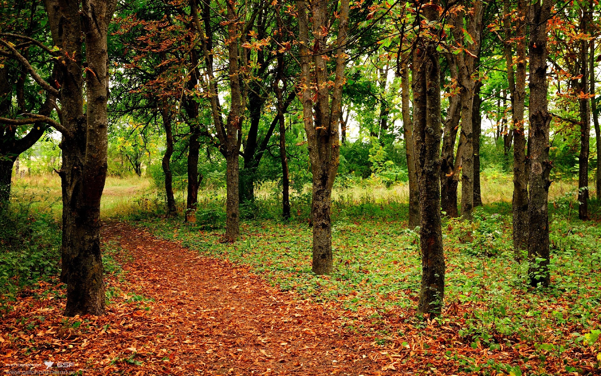塞尔维亚女篮在欧洲锦标赛中表现优异,冲击金牌再续辉煌,塞尔维亚女篮球