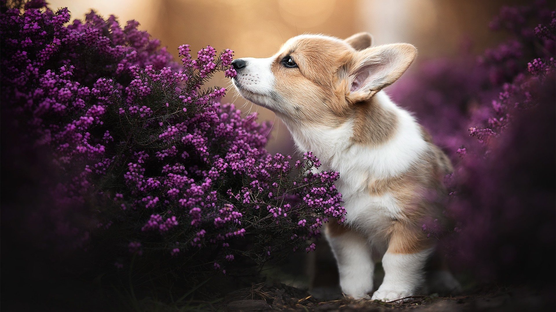 德甲决赛瞬间:黄金时间的绝妙射门,德甲的比赛