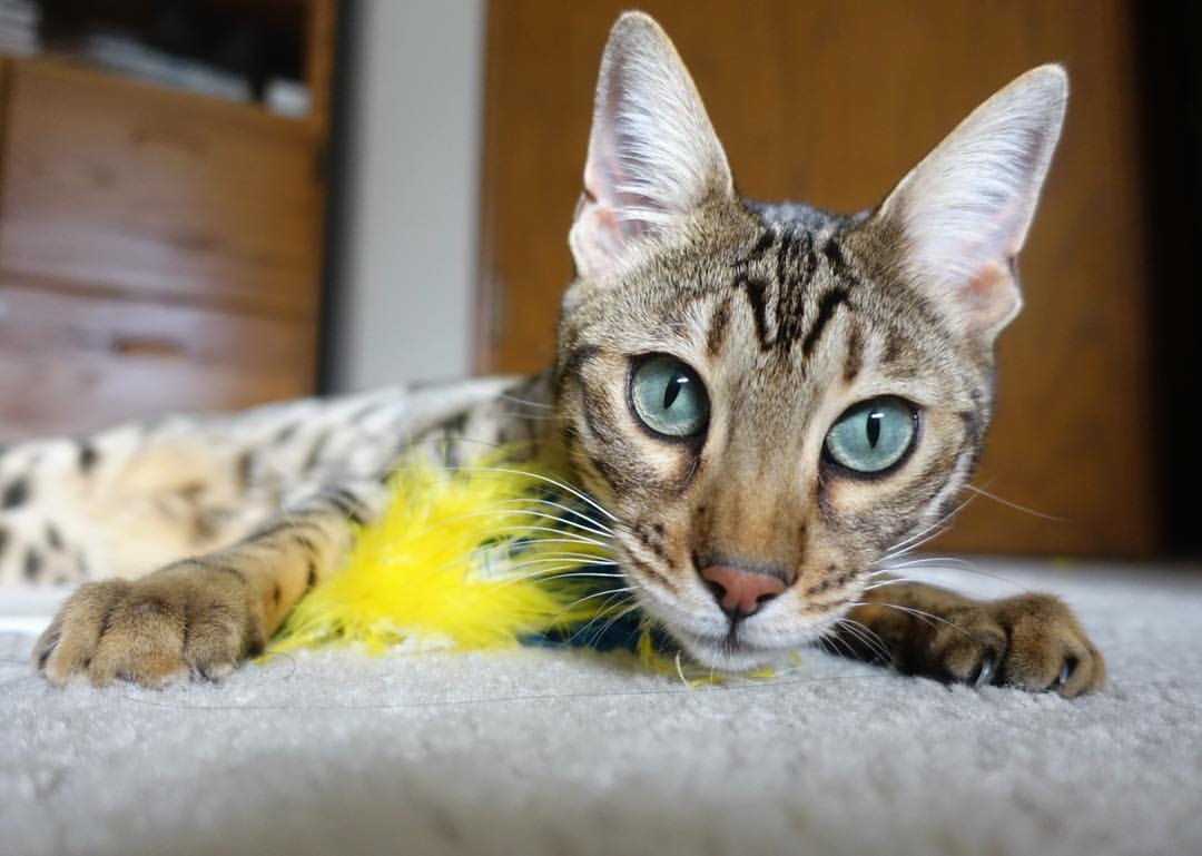 欧洲杯历史上最具影响力的比赛,欧洲杯之最