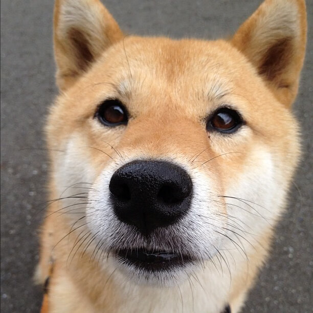 比利时男篮在欧洲预赛中拼搏到底,向奥运奖牌发起冲击,比利时男篮国家队