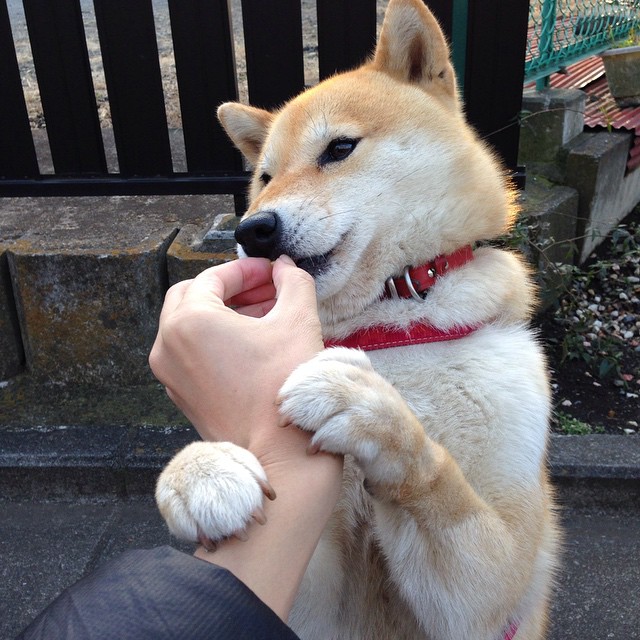 渡边一平稳定发挥助力夺冠,渡边将百度百科