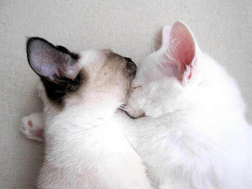 特斯·冯·迪克:为南非队提供稳定支持,巧妙分球引领进攻,冯迪特里施