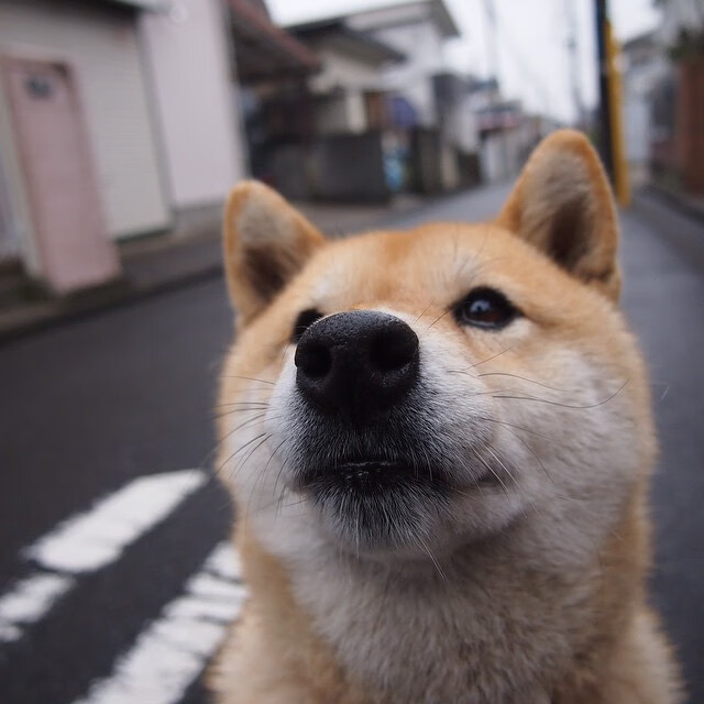特斯·冯·迪克:为南非队提供稳定支持,巧妙分球引领进攻,冯迪特里施