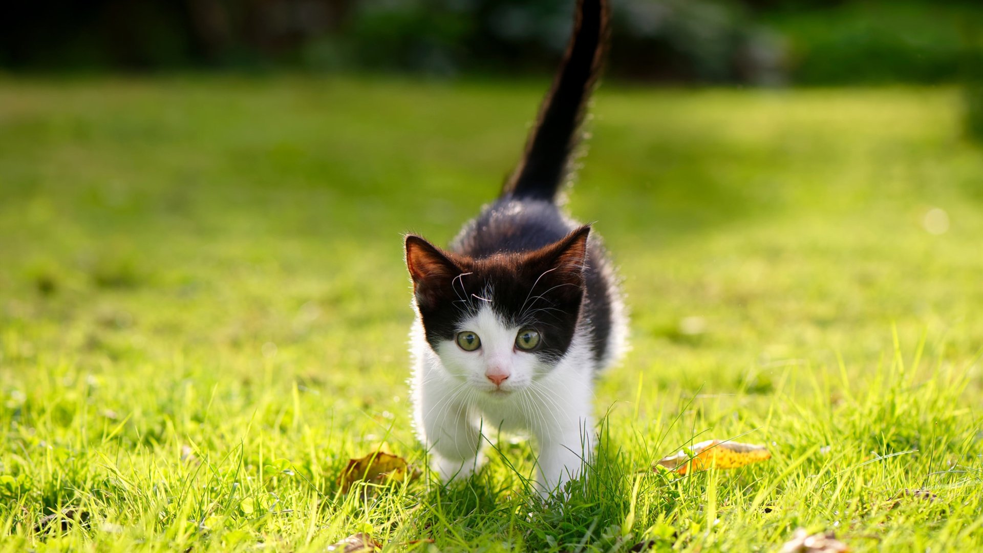 特斯·冯·迪克:为南非队提供稳定支持,巧妙分球引领进攻,冯迪特里施