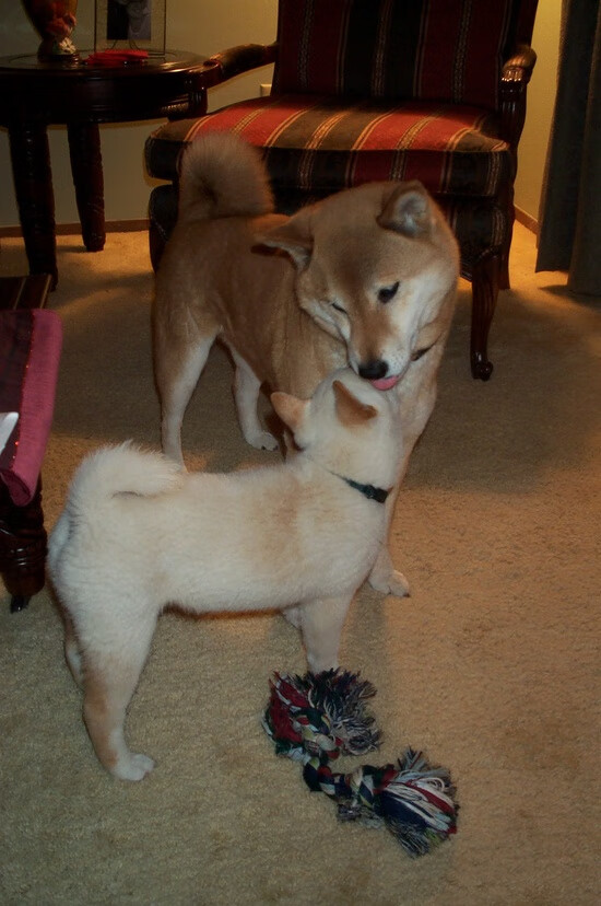 职业联赛推动智慧灯光系统提升夜场比赛观赏体验,夜场灯光秀