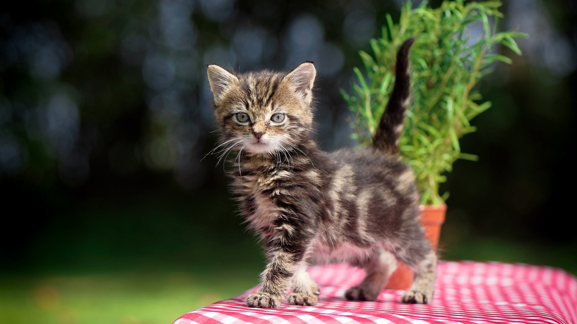 上季场均30+8+10却无球队接盘,前最佳外援或告别CBA?,nba最佳外援