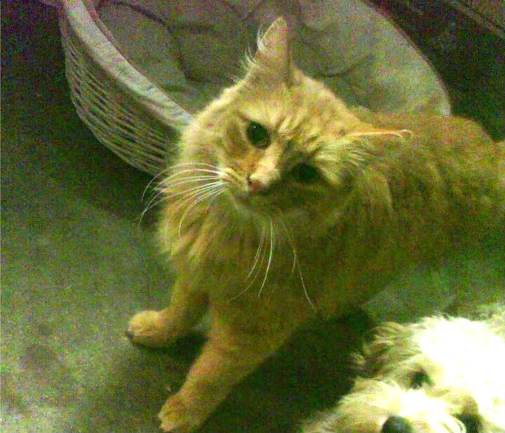 上季场均30+8+10却无球队接盘,前最佳外援或告别CBA?,nba最佳外援